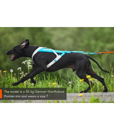 Non-stop Dogwear FREEMOTION HARNESS 5.0 koerte rakmed