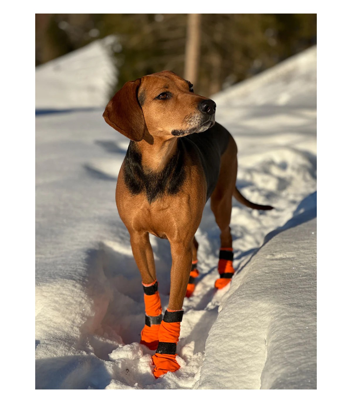 Non-stop Dogwear CONTACT BOOTIE HIGH käpasokid